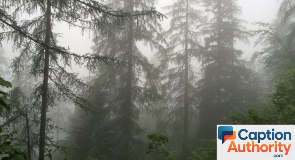 Aesthetic Fog Captions