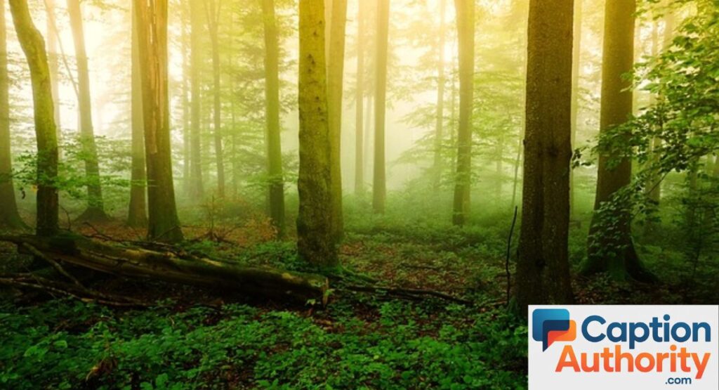 Nature and Fog Captions