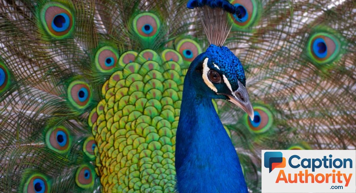 Best Peacock Captions For Instagram