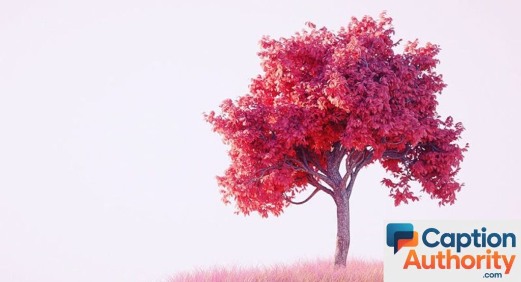 best tree captions for instagram
