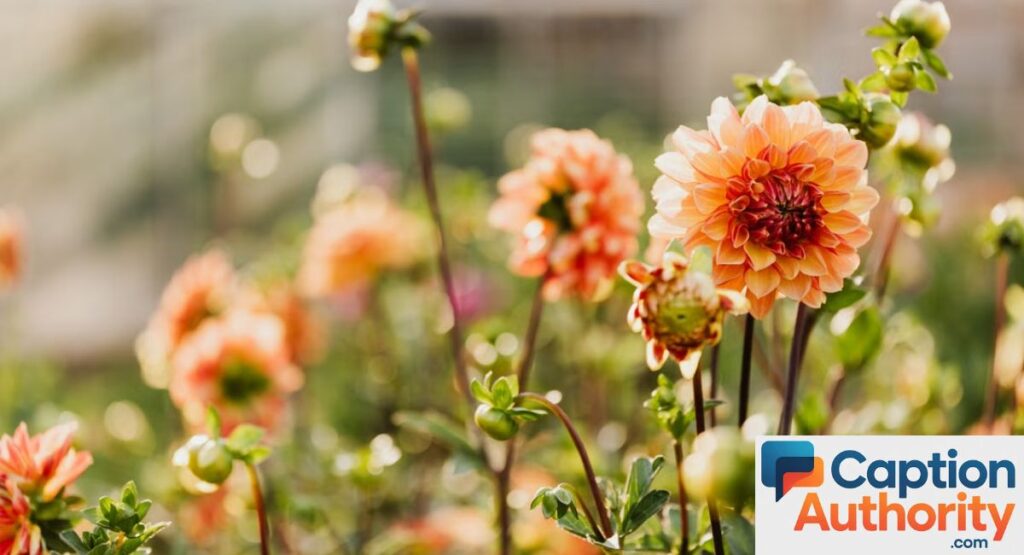 Flower & Garden Captions