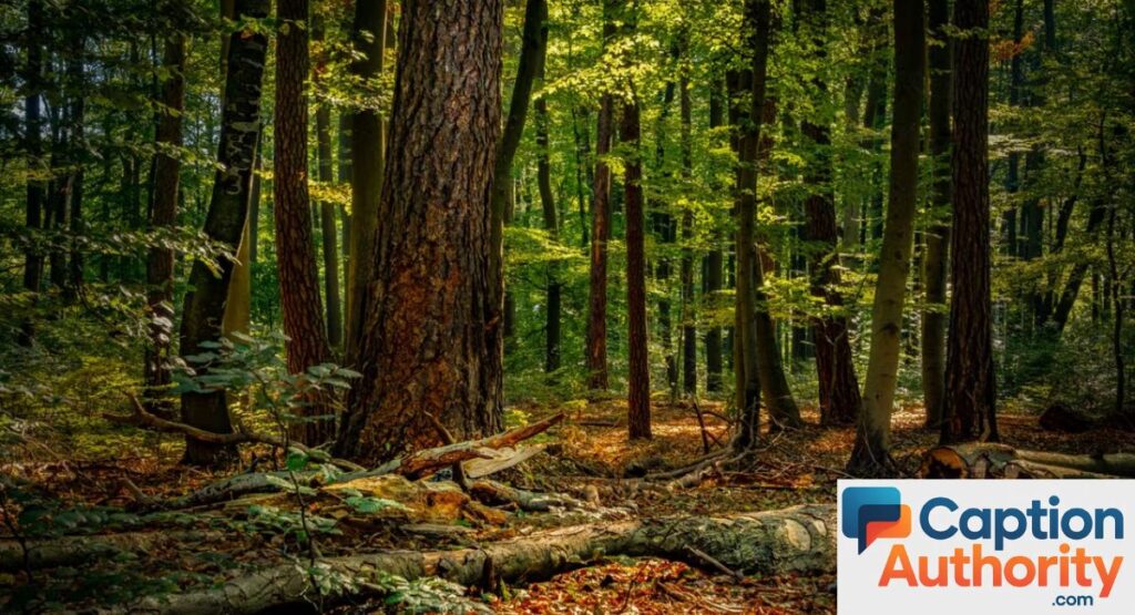 forest & woods captions for instagram