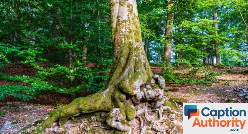 funny tree captions for instagram