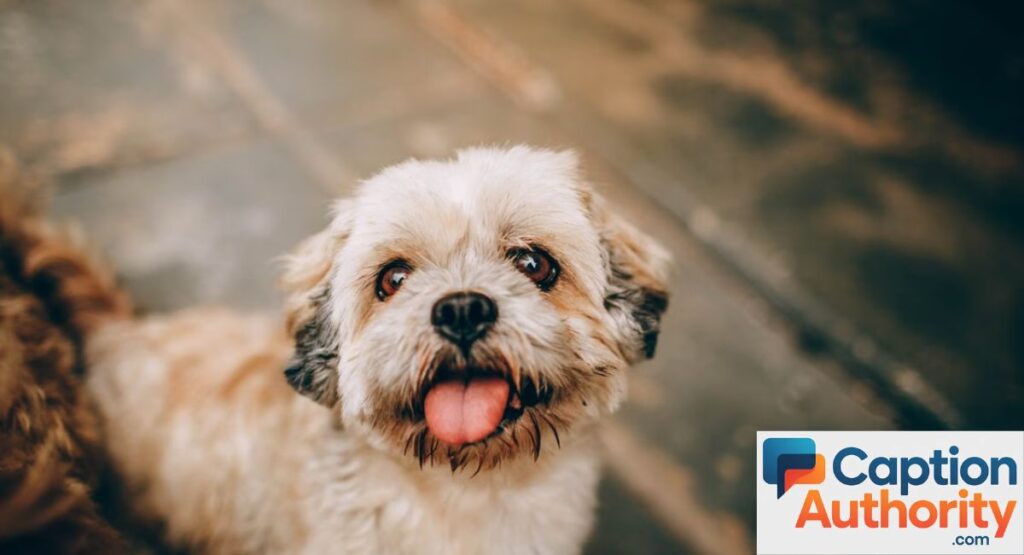 Happy Pet Captions