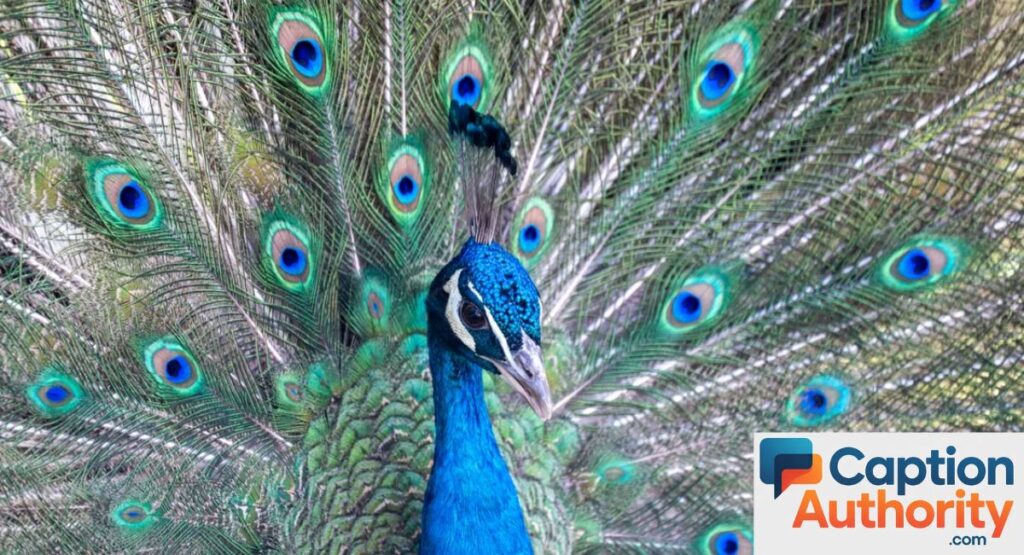 One-Word Peacock Captions