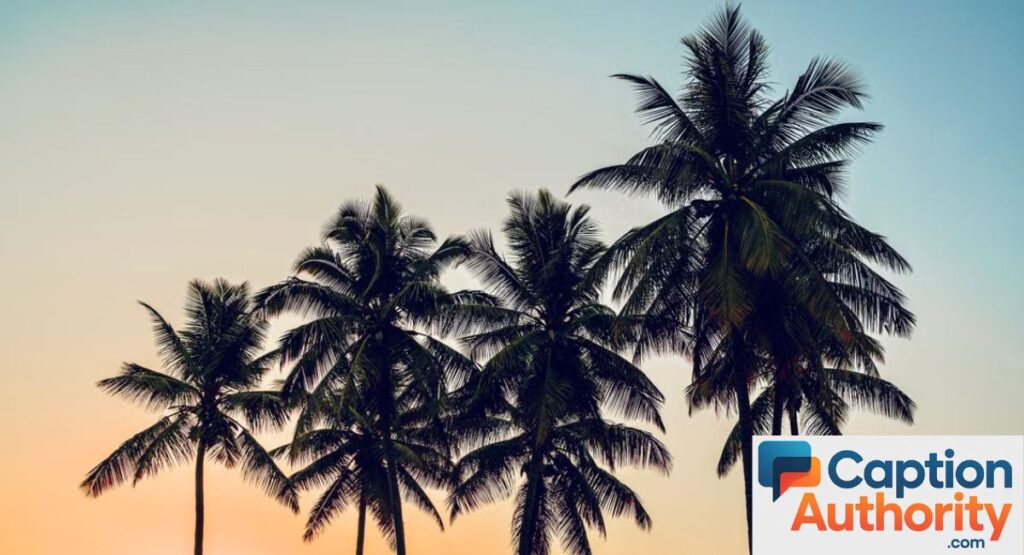 palm tree captions for instagram