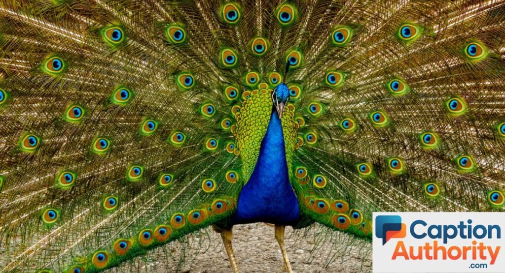Short Peacock Captions For Instagram