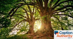 Tree Captions for Instagram