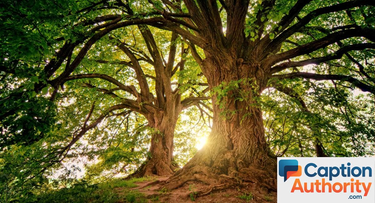 Tree Captions for Instagram